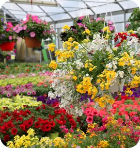 Wide selection of flowers for sale
